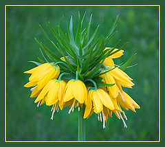 photo "Flower life"