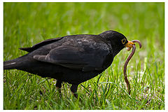 photo "Breakfast for Champions II"