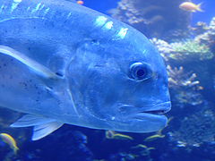 photo "Like a fish in water"