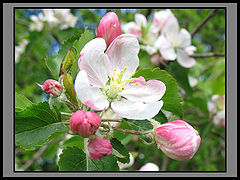 фото "Яблони в цвету..."