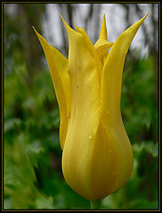 photo "tulip"