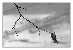 photo "Lonely leaf"