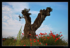 photo "Valentine Day"
