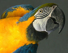 photo "Hi!"