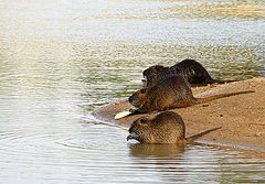 фото "Lunch at sunset"