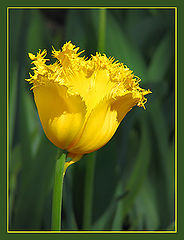 фото "Желтый тюльпан"