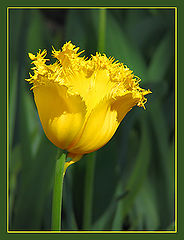 photo "Yellow tulip"