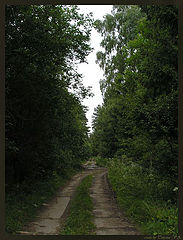 фото "в лесу"