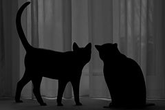 photo "A Cat's Tale"