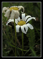photo "Philosophy of a life"