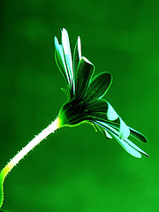 photo "Florecilla"