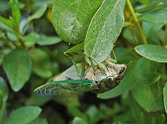 photo "Bug"