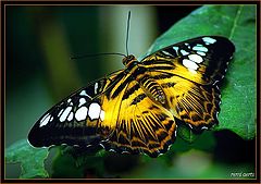 фото "coloured butterfly"