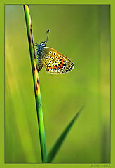 photo "***"