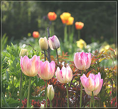 photo "***"