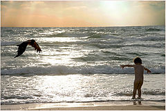photo "flights"
