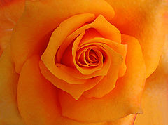 photo "Rose #3"