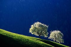 фото "Cherrybloom"