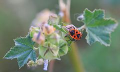 фото "Insects I"