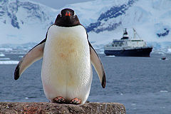 photo "Antarctica"