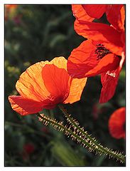 photo "estan tomando el sol"