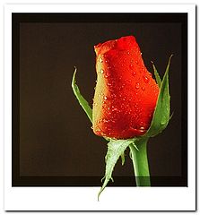 photo "Rosebud"