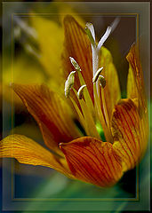 photo "***"