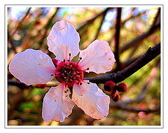 фото "almendro."