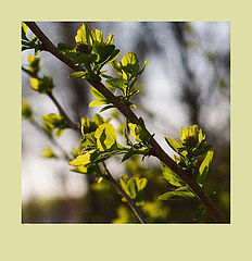 photo "***"