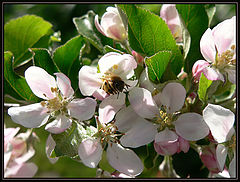 photo "Bee spring"