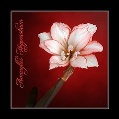 photo "Amaryllis Hippeastrum"