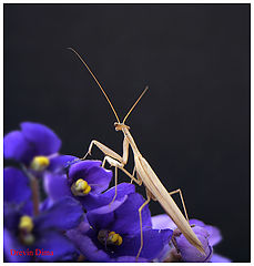 photo "Mantis religiosa"