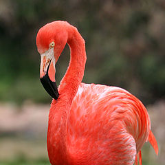 photo "Pink flamingo"