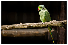 photo "Loneliness in Green"