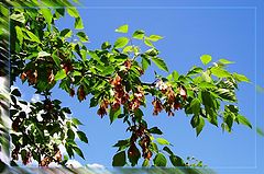 фото "Краски весны"