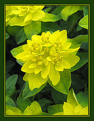 photo "**~**"