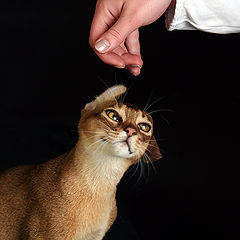 photo "Merry portrait with the crushed ears"