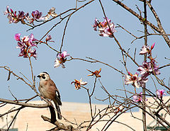 photo "Spring, tree in blossom, little bird"