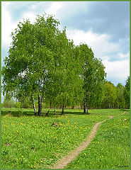 фото "Лесной пейзаж"
