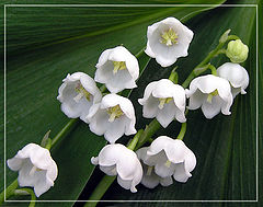 photo "May lilies"
