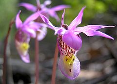 photo "Calypso Bulbosa"