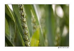 photo "Rye"