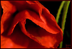 фото "Poppy Seed"