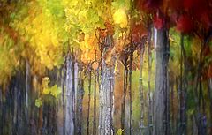 фото "Autumn in the vineyard"