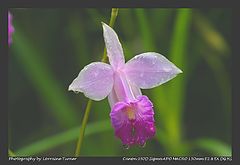 фото "After The Rain"