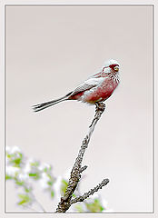 photo "Long-tailed Rosefinch"