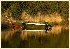 photo "Green silence"