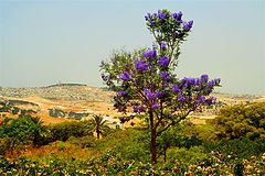 photo "Violet Tree"