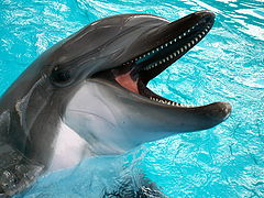 photo "Delfin"