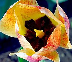 photo "***"